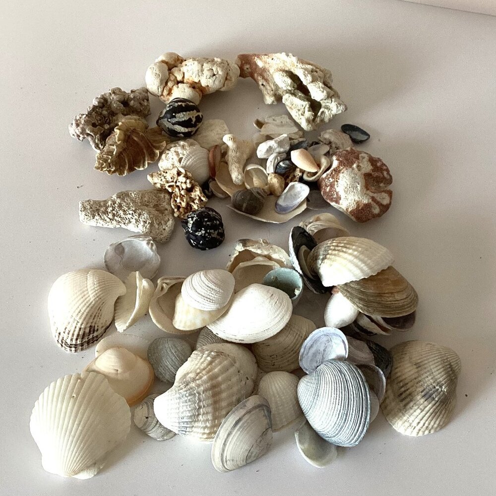 An Assorted Collection Bundle of Small Seashells Arts Crafts Jewelry Home Decor